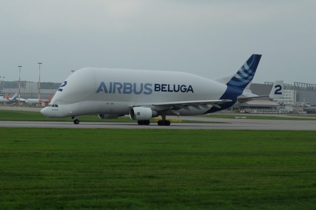 Beluga