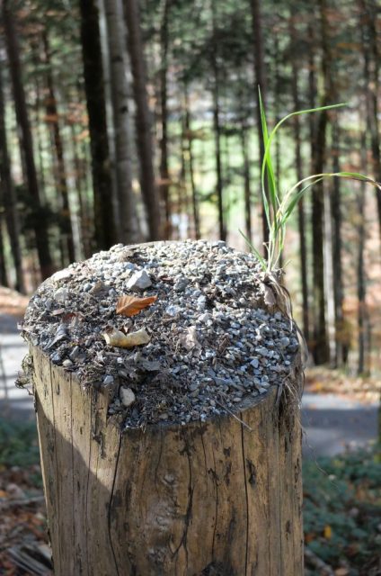 Nicht tot zu kriegen